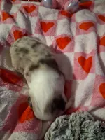 Akc red Merle 3rd sassy, a female Australian Shepherd for sale in Wolcott, NY – Photo 1 of 7