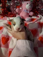 Akc red Merle 3rd sassy, a female Australian Shepherd for sale in Wolcott, NY – Photo 3 of 7