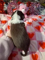 processed/7f2a1431-8d77-42cd-be46-3f59b6c86f29/listing/989d696e-6fb4-4102-98c1-86cc432009f6/161acec7-ea36-47a3-be89-190bd77bd569