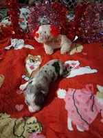 Akc jazz dark blue B1, a male Australian Shepherd for sale in Wolcott, NY – Photo 5 of 7