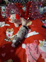 Akc jazz dark blue B1, a male Australian Shepherd for sale in Wolcott, NY – Photo 4 of 7