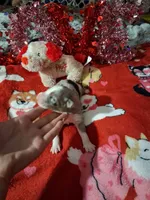 Akc jazz dark blue B1, a male Australian Shepherd for sale in Wolcott, NY – Photo 7 of 7