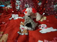 Akc jazz dark blue B1, a male Australian Shepherd for sale in Wolcott, NY – Photo 6 of 7