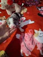 Akc jazz dark blue B1, a male Australian Shepherd for sale in Wolcott, NY – Photo 2 of 7