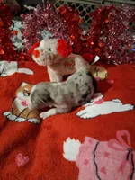 Akc jazz dark blue B1, a male Australian Shepherd for sale in Wolcott, NY – Photo 1 of 7