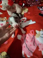 Akc jazz dark blue B1, a male Australian Shepherd for sale in Wolcott, NY – Photo 3 of 7