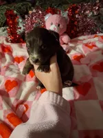 processed/7f2a1431-8d77-42cd-be46-3f59b6c86f29/listing/9cd45ca4-e08f-406f-85b2-1da8e03c7a38/8ce01af9-6486-44d1-82df-b6b06496a852