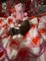 Jazz RTM , a male Australian Shepherd for sale in Wolcott, NY – Photo 4 of 5