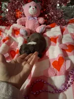 Jazz RTM , a male Australian Shepherd for sale in Wolcott, NY – Photo 5 of 5