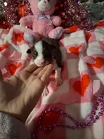 Jazz RTM , a male Australian Shepherd for sale in Wolcott, NY – Photo 2 of 5