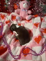 Jazz RTM , a male Australian Shepherd for sale in Wolcott, NY – Photo 3 of 5