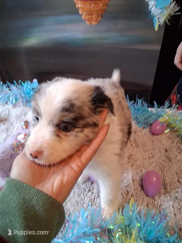 Dotty blue merle 3 W/tail – Australian Shepherd puppy for sale in Wolcott, NY