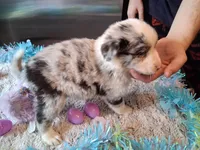 Dotty blue merle 3 W/tail, a female Australian Shepherd for sale in Wolcott, NY – Photo 5 of 5