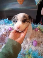 Dotty blue merle 3 W/tail, a female Australian Shepherd for sale in Wolcott, NY – Photo 2 of 5