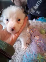Dotty blue Merle W/tail, a female Australian Shepherd for sale in Wolcott, NY – Photo 3 of 4