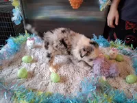 Dotty blue Merle W/tail, a female Australian Shepherd for sale in Wolcott, NY – Photo 4 of 4