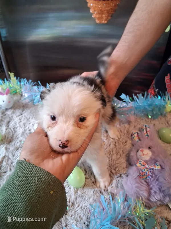Dotty blue Merle W/tail – Australian Shepherd puppy for sale in Wolcott, NY