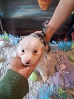 Dotty blue Merle W/tail, a female Australian Shepherd for sale in Wolcott, NY – Photo 1 of 4