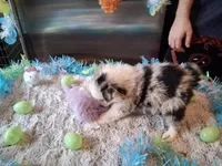 Dotty blue Merle W/tail, a female Australian Shepherd for sale in Wolcott, NY – Photo 2 of 4