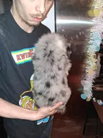 AKC Sug.blue merle F no tail, a female Australian Shepherd for sale in Wolcott, NY – Photo 1 of 4