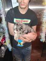 AKC Sug.blue merle F no tail, a female Australian Shepherd for sale in Wolcott, NY – Photo 2 of 4