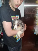 AKC Sug.blue merle F no tail, a female Australian Shepherd for sale in Wolcott, NY – Photo 4 of 4