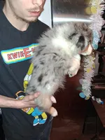 AKC Sug.blue merle F no tail, a female Australian Shepherd for sale in Wolcott, NY – Photo 3 of 4