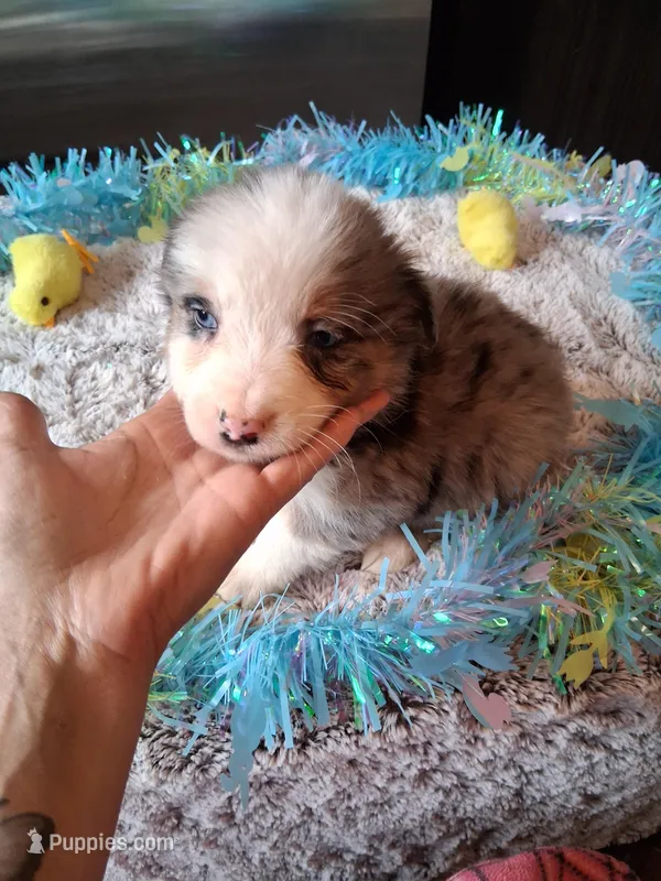 AKC Sug.blue merle no tail – Australian Shepherd puppy for sale in Wolcott, NY
