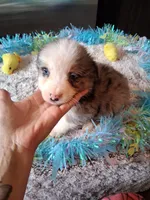 AKC Sug.blue merle no tail, a male Australian Shepherd for sale in Wolcott, NY – Photo 1 of 6
