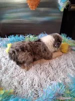 AKC Sug.blue merle no tail, a male Australian Shepherd for sale in Wolcott, NY – Photo 4 of 6