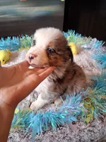 AKC Sug.blue merle no tail, a male Australian Shepherd for sale in Wolcott, NY – Photo 6 of 6
