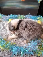 AKC Sug.blue merle no tail, a male Australian Shepherd for sale in Wolcott, NY – Photo 5 of 6