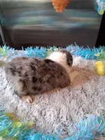 AKC Sug.blue merle no tail, a male Australian Shepherd for sale in Wolcott, NY – Photo 3 of 6