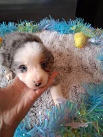 AKC Sug.blue merle no tail, a male Australian Shepherd for sale in Wolcott, NY – Photo 2 of 6
