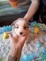 AKC Sug.blue merle no tail, a male Australian Shepherd for sale in Wolcott, NY – Photo 2 of 6