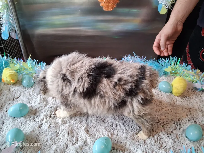 AKC Sug.blue merle no tail – Australian Shepherd puppy for sale in Wolcott, NY