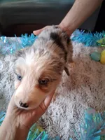 AKC Sug.blue merle no tail, a male Australian Shepherd for sale in Wolcott, NY – Photo 4 of 6