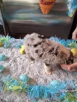 AKC Sug.blue merle no tail, a male Australian Shepherd for sale in Wolcott, NY – Photo 5 of 6