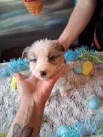 AKC Sug.blue merle no tail, a male Australian Shepherd for sale in Wolcott, NY – Photo 3 of 6