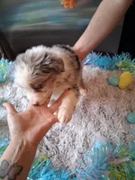 AKC Sug.blue merle no tail, a male Australian Shepherd for sale in Wolcott, NY – Photo 6 of 6