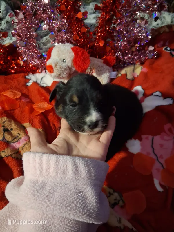 AKC AT Blk Tri Min.white