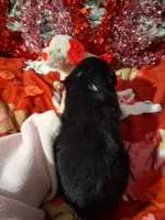 processed/7f2a1431-8d77-42cd-be46-3f59b6c86f29/listing/fbd94160-1333-468c-92b8-001944ed96ff/e6034044-8f76-49aa-a220-92faf1cb96c5