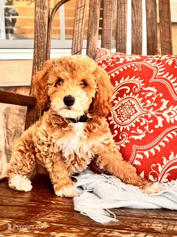 Lola  – Miniature Goldendoodle puppy for sale in Woodbury, PA