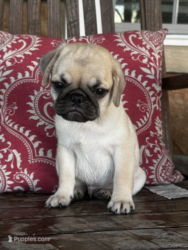 Jack – Pug puppy for sale in Woodbury, PA