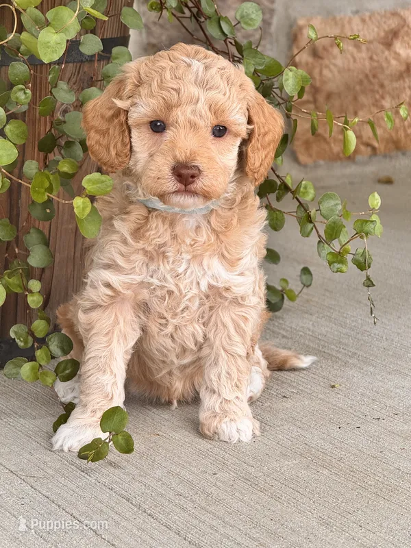 Duke  – Miniature Goldendoodle puppy for sale in Woodbury, PA