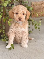 Duke , a male Miniature Goldendoodle for sale in Woodbury, PA – 1 of 3