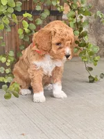 Lola , a female Miniature Goldendoodle for sale in Woodbury, PA – 2 of 3