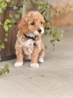Lola , a female Miniature Goldendoodle for sale in Woodbury, PA – 2 of 2