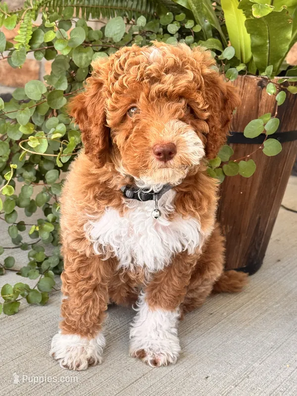 Daisy  – Miniature Goldendoodle puppy for sale in Woodbury, PA