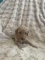 processed/7f2af3e8-44bc-4937-9292-5c0c1f60bf1a/listing/4a1dbc44-5e5e-4227-9983-3c581c3090fa/ab958c82-536a-41b9-af57-1851f54ae0e3